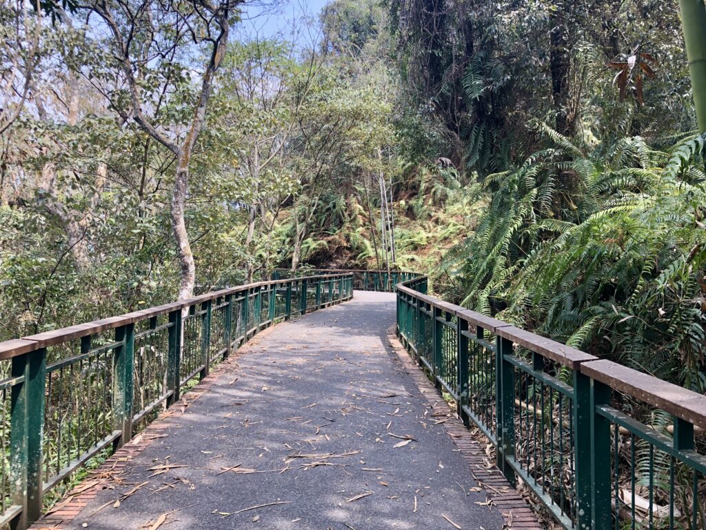 bike trail surrounded by trees